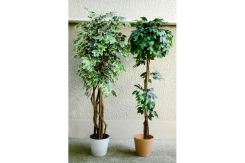 045 veštačka stabla bendžamina